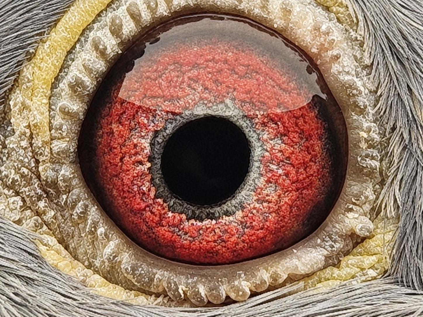 Pigeon eye